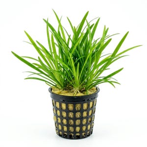 Helanthium Tenellum (Echinodorus) Pot Live Aquarium Aquatic Plants Free Shipping, Live Aquarium Plant, Buy 2 Get 1 Free