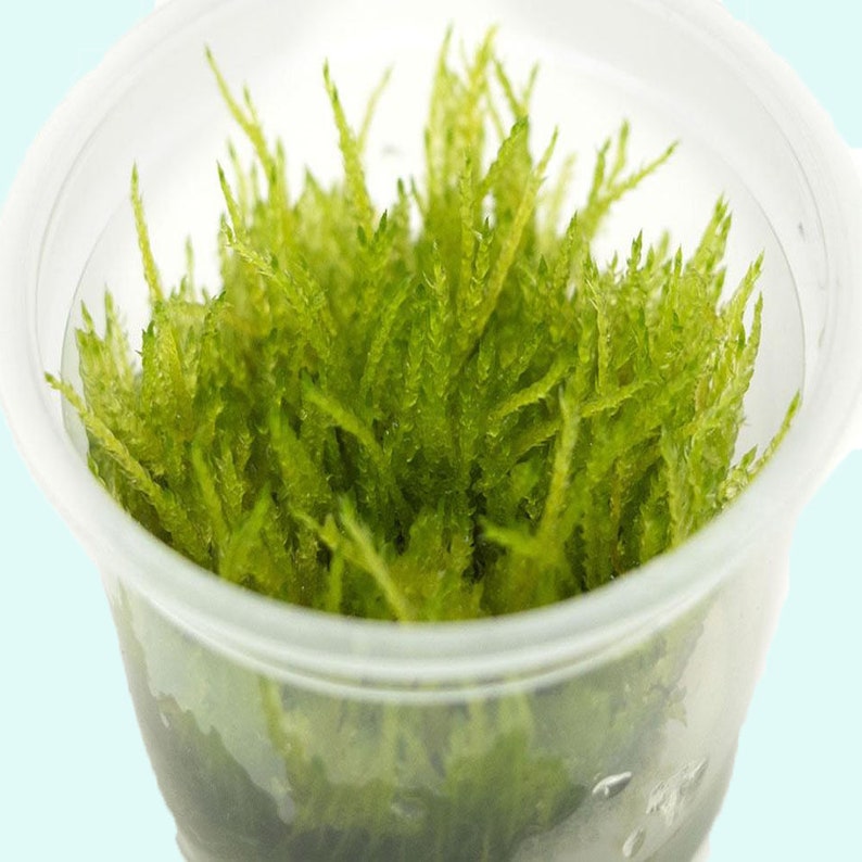 Weeping Moss Vesicularia Ferriei Live Aquarium Plants Fresh Water Aquatic Plants Fish Friendly PlantsBUY 2 GET 1 FREE Free Shipping immagine 7