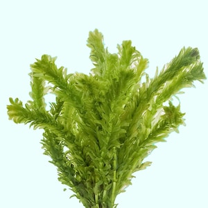 Anacharis Egeria Densa: Easy Freshwater Aquarium Plant | Buy 2 Get 1 Free | Live Aquatic Greenery