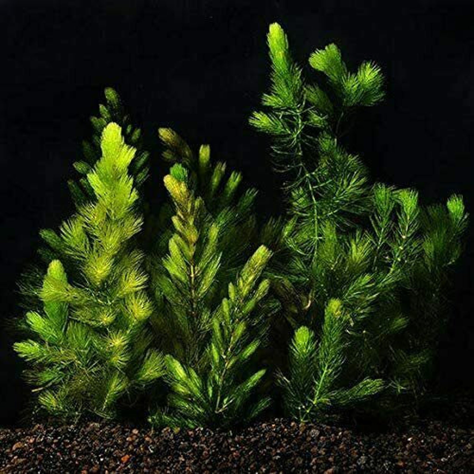 BEGINNER Live Aquarium Plant Hornwort Coontail Bunch 23 Etsy