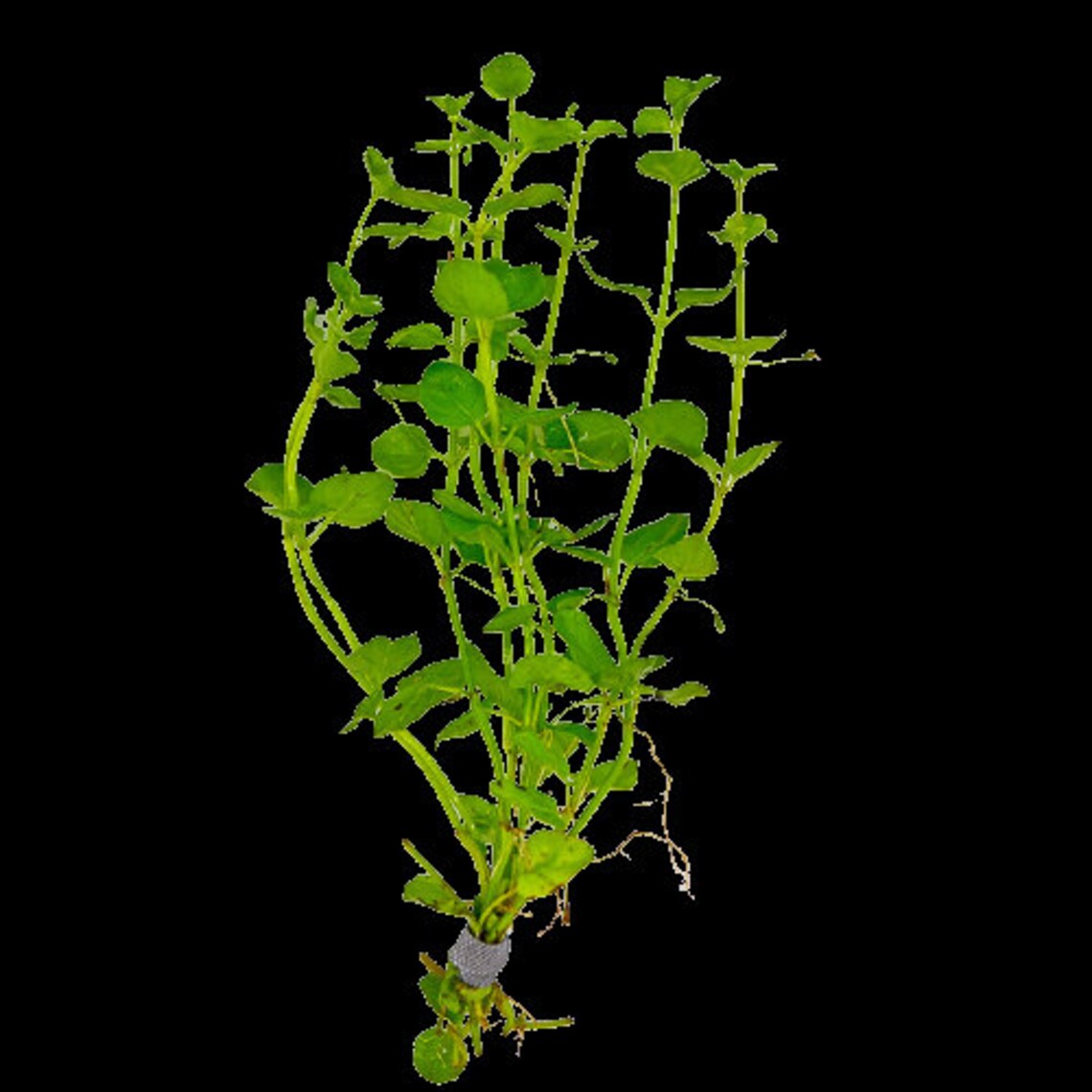 LOW TECH Live Aquarium Plant Mint Charlie Micromeria Etsy