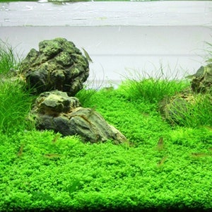 Eleocharis Pusillis Aquatic Farmer Tissue Culture - Buce Plant