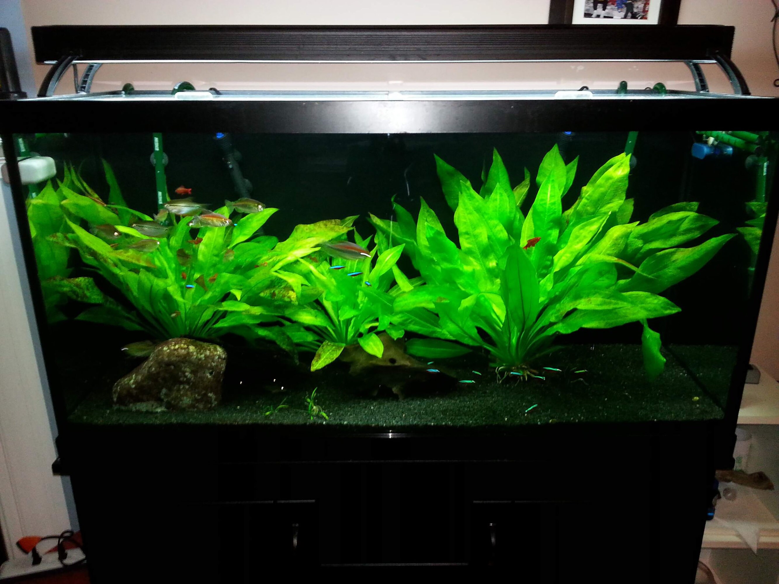 BEGINNER Live Aquarium Plant Amazon Sword Echinodorus Etsy