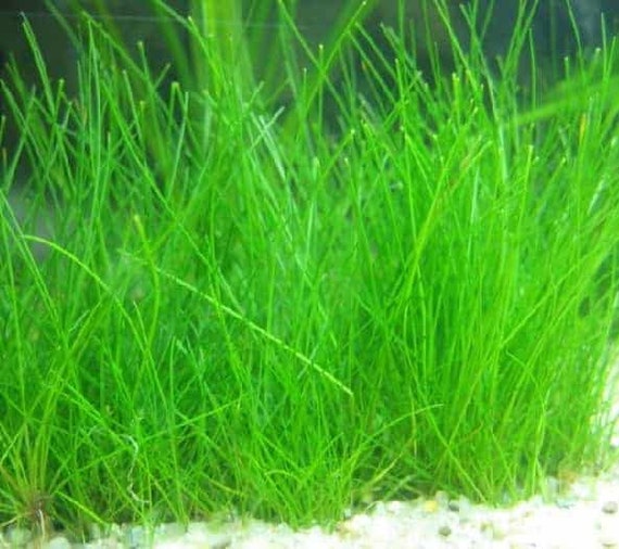 Dwarf Hairgrass Eleocharis Parvula live Aquarium Aquatic Plants