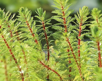 Red Parrot Feather Aquarium Plant – Easy Care, Floating Myriophyllum - BUY 2 GET 1 FREE
