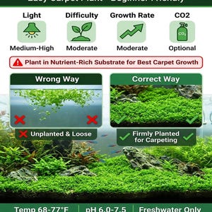 Monte Carlo Micranthemum Live Aquarium Plants | BUY 2 GET 1 FREE | Carpet Aquascape image 7