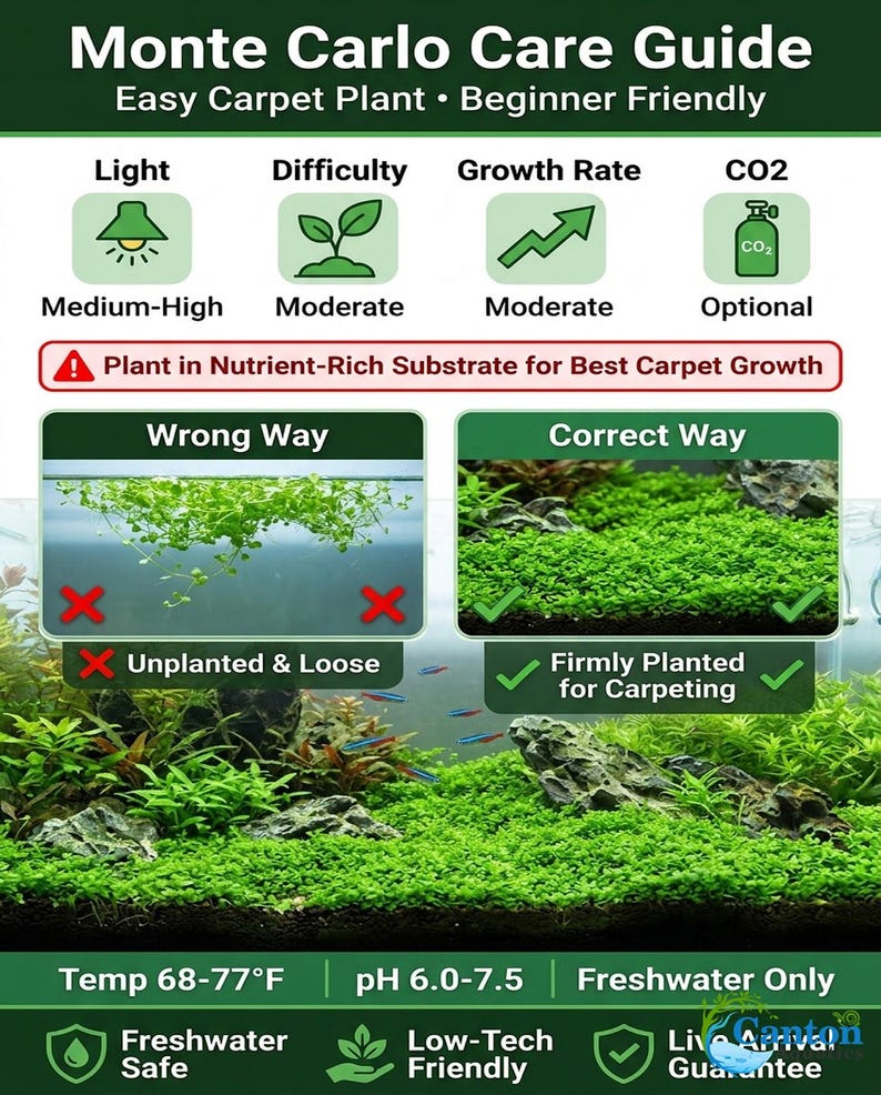 Monte Carlo Micranthemum Live Aquarium Plants | BUY 2 GET 1 FREE | Carpet Aquascape image 7