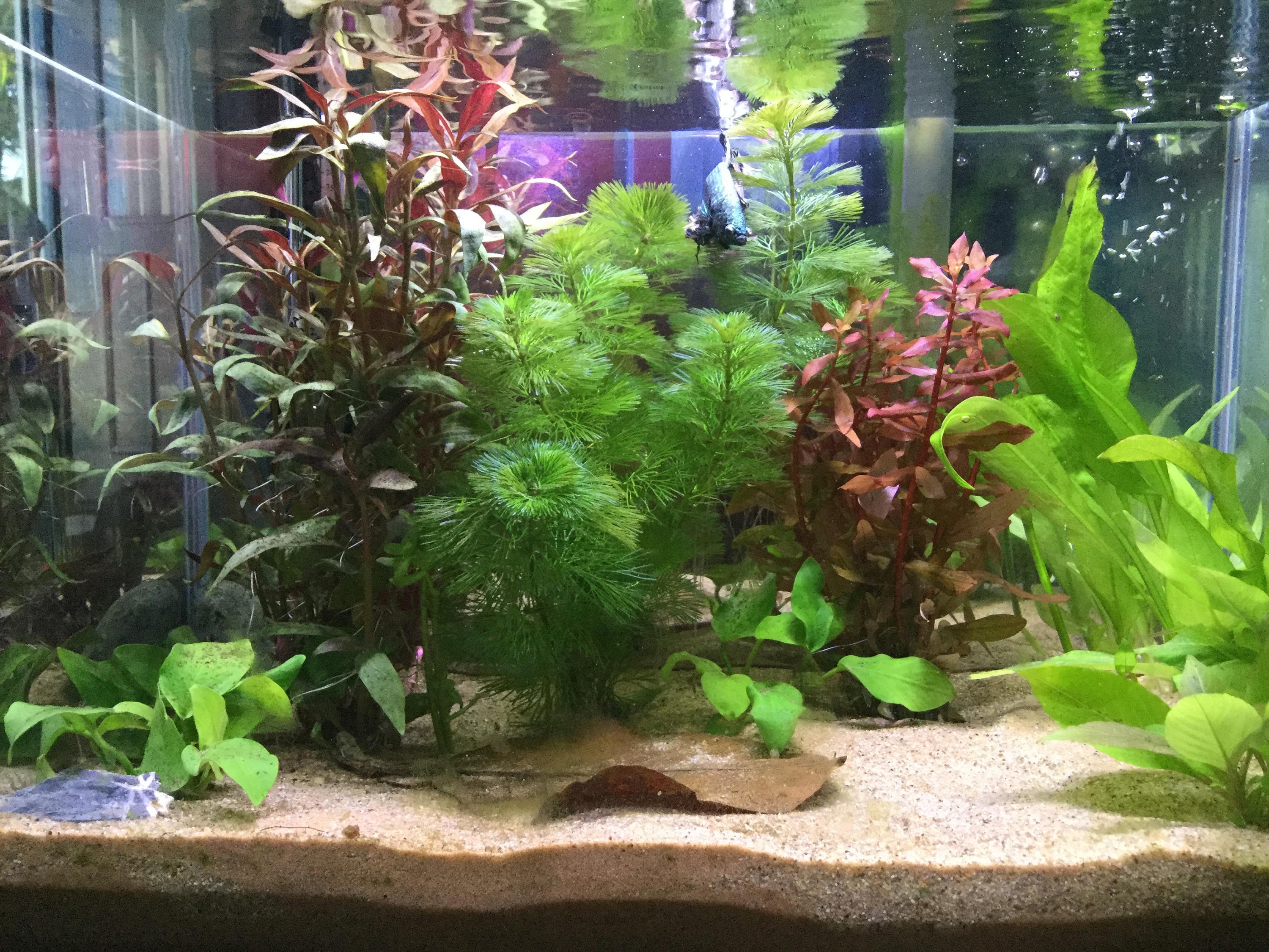 BEGINNER Live Aquarium Plant Scarlet Temple Alternanthera | Etsy