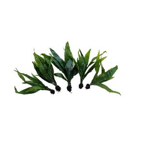 Centerpiece Bundle - 20-40 Gallon Tanks Our Choice Live Aquarium Aquatic Plants, Free Shipping, Buy 2 Get 1 Free image 2