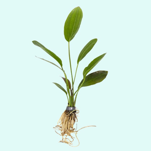 Amazon Melon Sword (Echinodorus Osiris) | Live Aquarium Plants | BUY 2 GET 1 FREE | Free Shipping