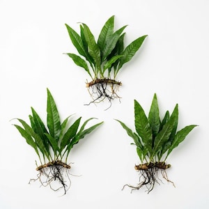 Java Fern Microsorum - Freshwater Aquarium Greenery - Live Plant Decoration - BUY 2 GET 1 FREE