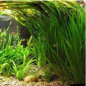 Jungle Vallisneria Val Plants Set of 18 Plants Live Aquarium Plants Low-Maintenance Aquatic Plants BUY 2 GET 1 FREE Free Shipping image 6