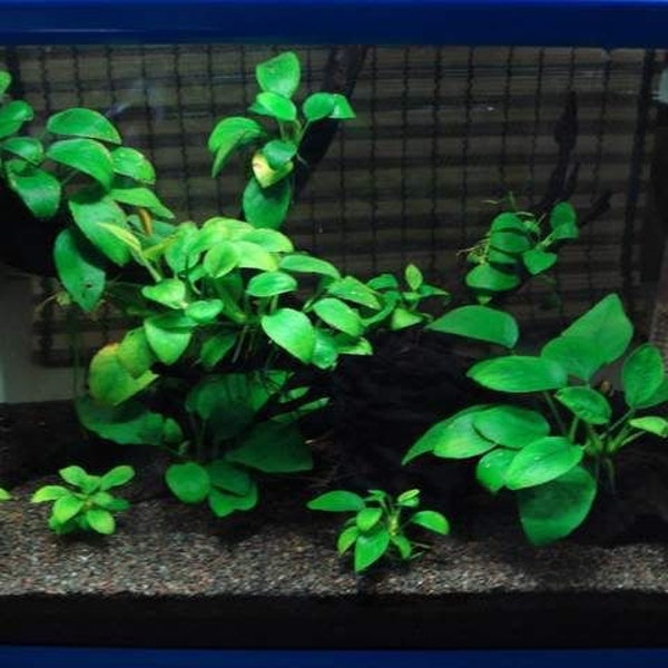 Anubias Barteri (Nana Petite) Small | Live Aquarium Plants | Fish Friendly Plants For Aquarium Decoration | BUY 2 GET 1 FREE | Free Shipping