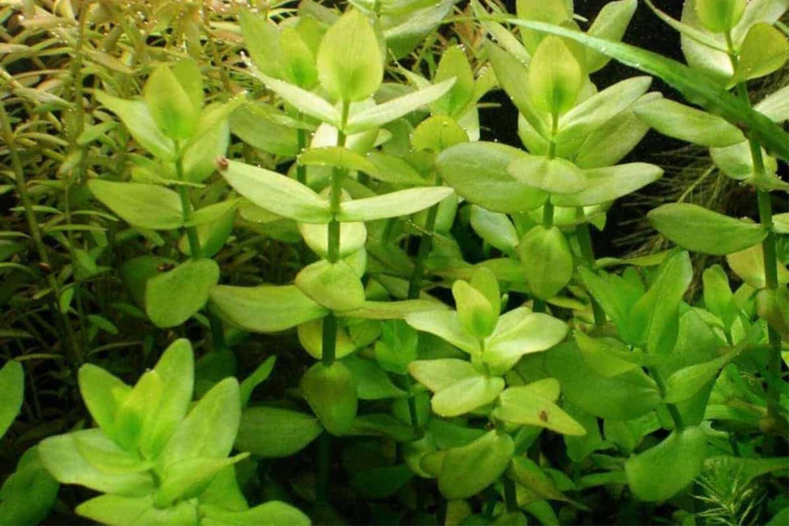 LIVE AQUARIUM PLANTS Bacopa caroliniana Bunch 3-5 Stems | Etsy