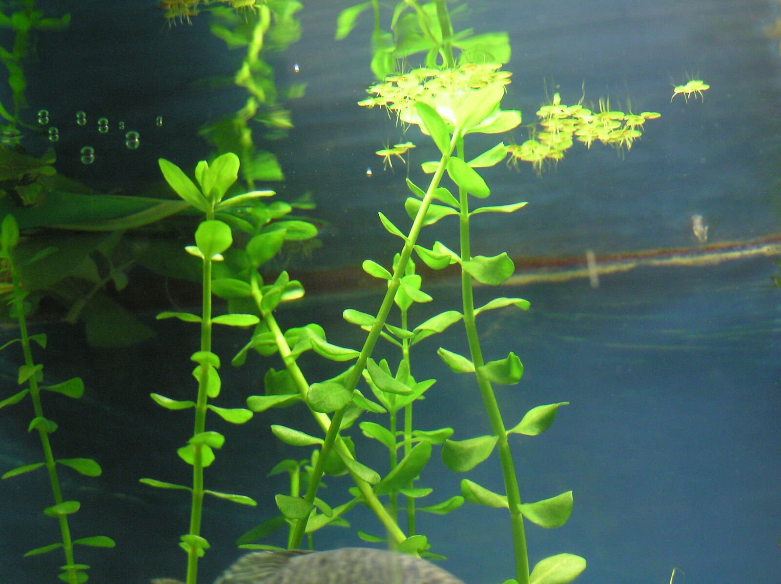 LIVE AQUARIUM PLANTS Bacopa caroliniana Bunch 3-5 Stems | Etsy