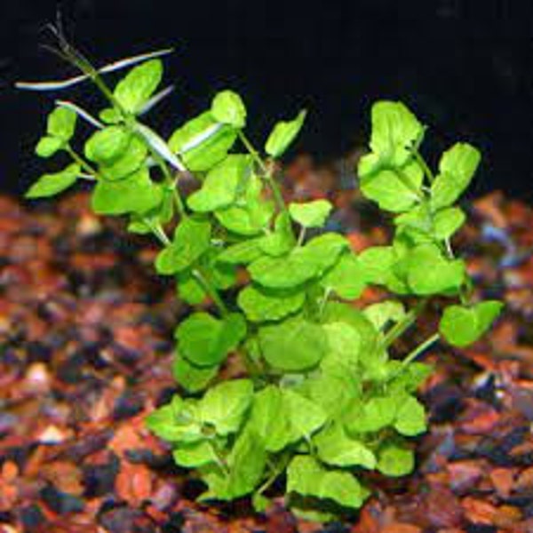 Cardamine Lyrata Chinese Ivy Potted | Live Aquarium Plants | BUY 2 GET 1 FREE | Free Shipping