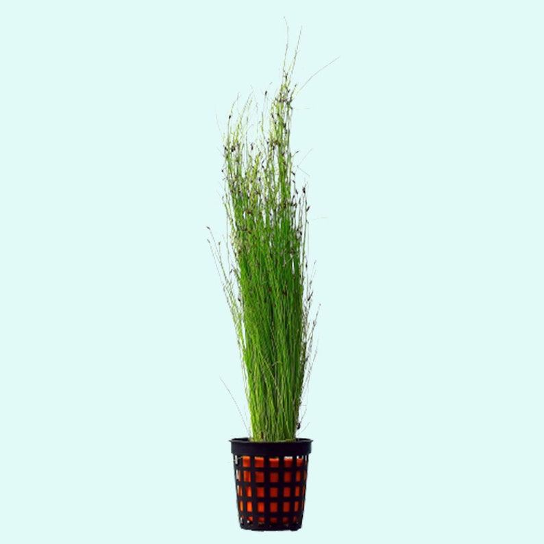 Hairgrass Eleocharis Vivipara BEGINNER Live Aquarium Plants Fresh Water Aquatci Grass Buy2 Get1 Free Free Shipping image 3