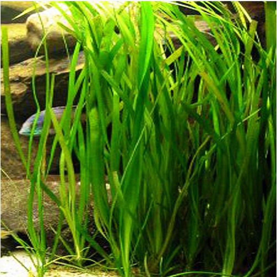 Jungle Vallisneria Bunch Live Aquarium Plants Buy2 Get1 Free