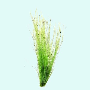 Hairgrass Eleocharis Vivipara BEGINNER Live Aquarium Plants Fresh Water Aquatci Grass Buy2 Get1 Free Free Shipping image 4