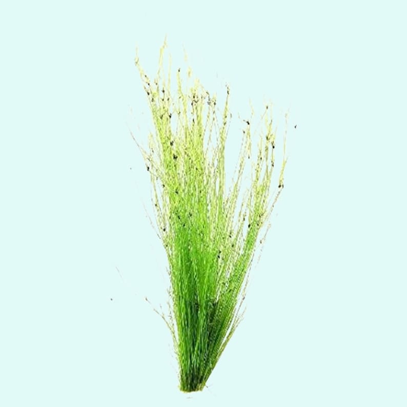 Hairgrass Eleocharis Vivipara BEGINNER Live Aquarium Plants Fresh Water Aquatci Grass Buy2 Get1 Free Free Shipping image 4