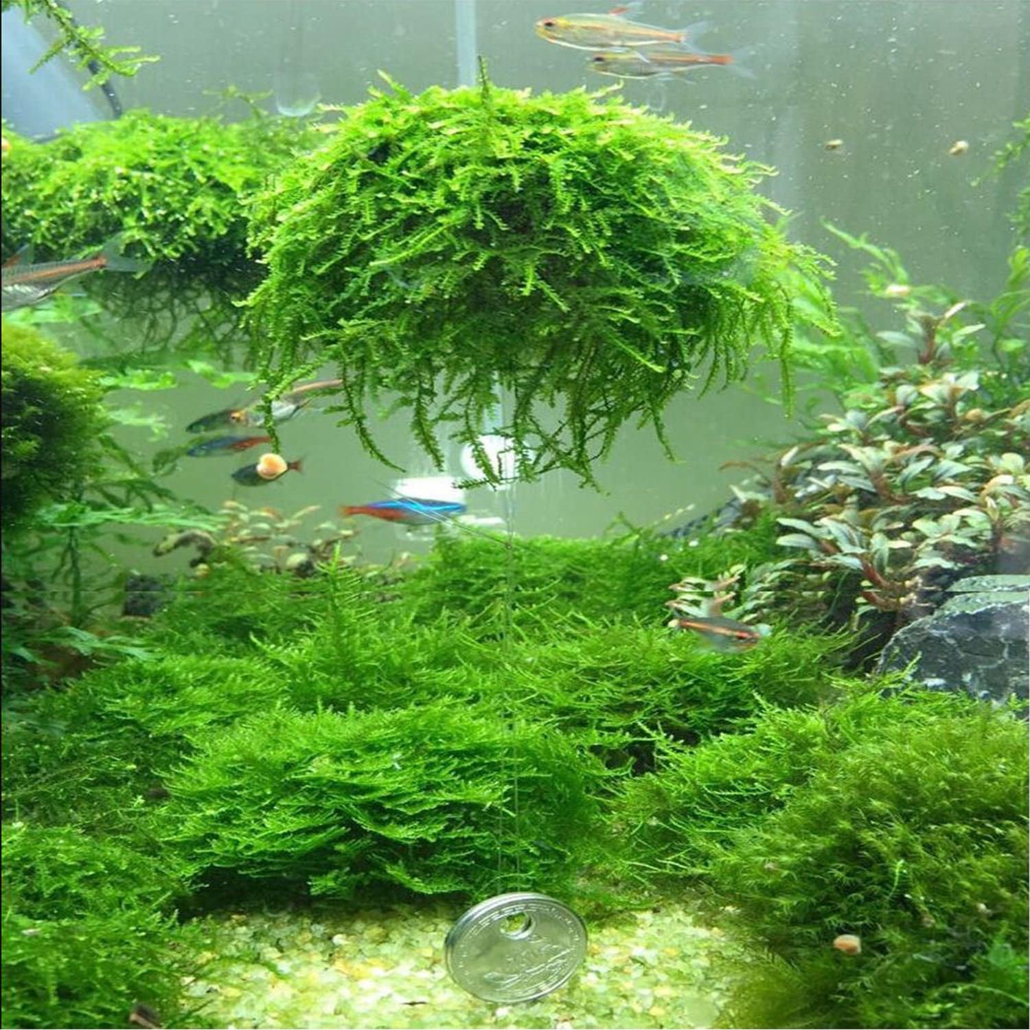 Java Moss Taxiphyllum Barbieri Portion Live Aquarium Aquatic Etsy