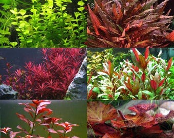 Bucephalandra Midnight Blue - Live Aquatic Plants - Only Plants