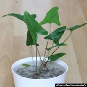 Anubias Barteri Gracilis Potted Live Aquarium Plants Fresh Water Aquatic Plants Pack Of 3 BUY 2 GET 1 FREE Free Shipping image 3