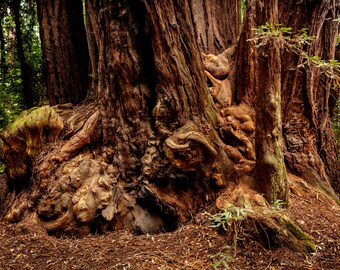 Redwood Burl Photograph: Coastal California Forest Nature Art Print Wall Decor Black and White Tree Photography