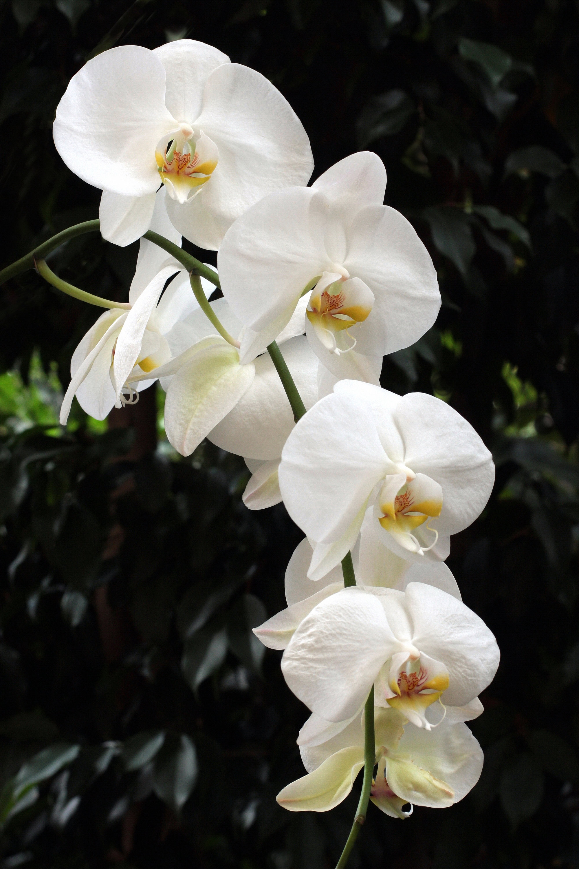 Cascade of White Phalaenopsis Orchids Flowers moth Orchid Botanical Art Flower Art Black White Color Macro Photography Etsy