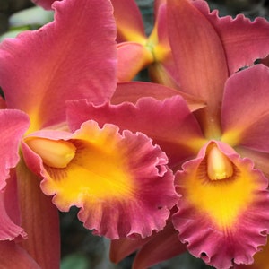 Orchids Ablaze! Captivating orchid flower macro photo, Cattleya orchid flowers, Exquisite orchid flower closeup photograph, Stunning details