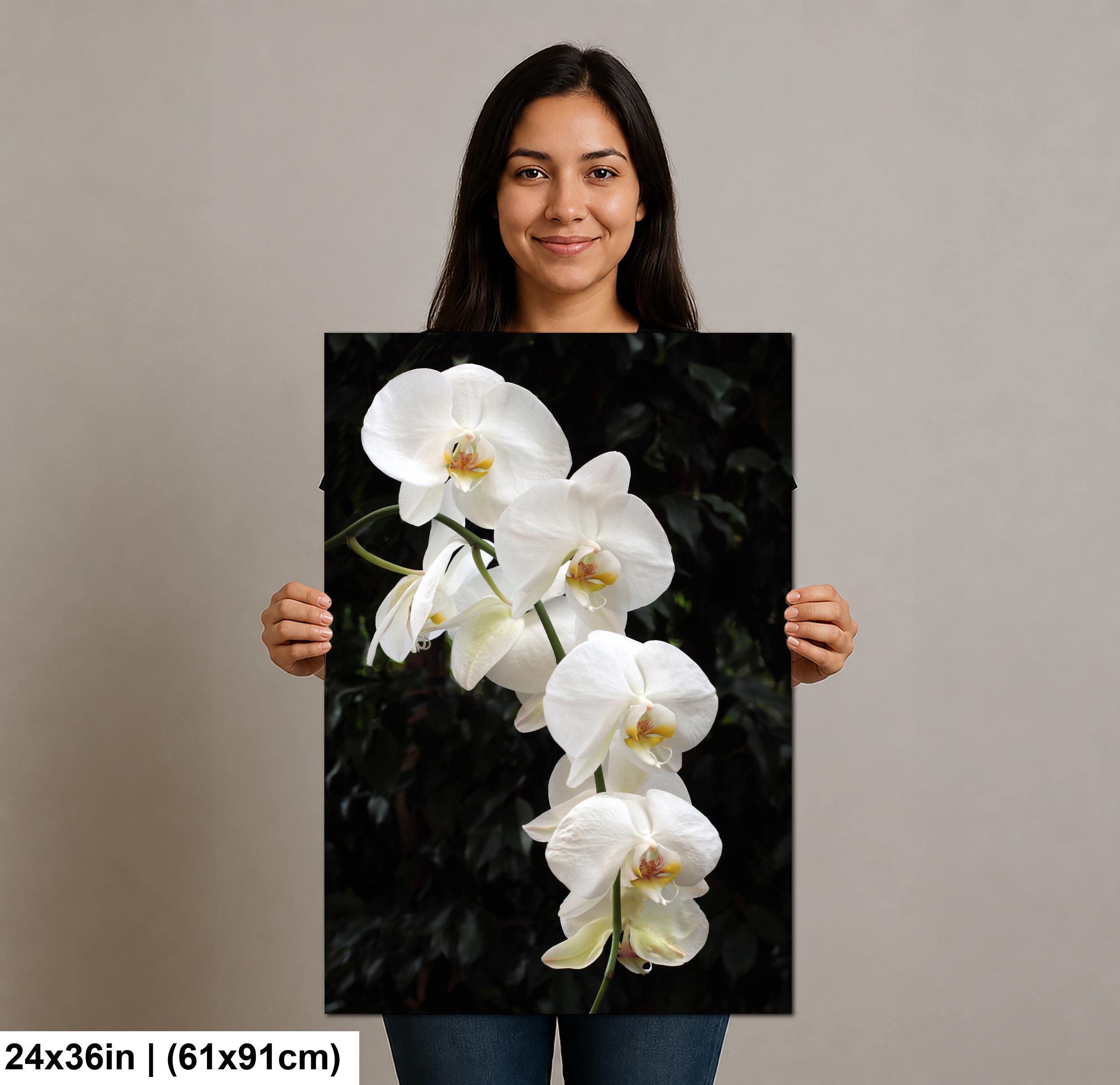 White Phalaenopsis Orchid Macro Photography Fine Art Print