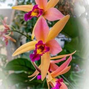 The Radiance of Orange Orchids - Floral art - Botanical art - Macro photography - Orange Orchids - white vignette
