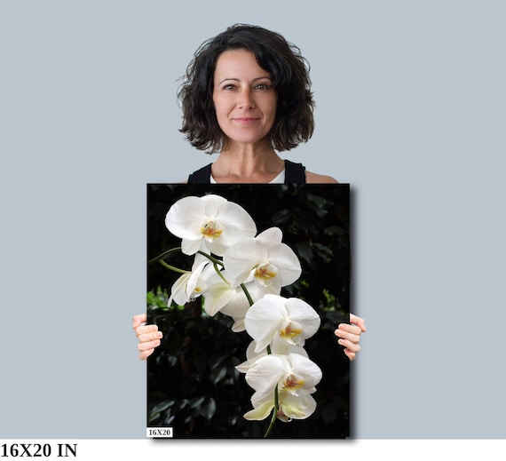 White Phalaenopsis Orchid Macro Photography Art Print - Etsy