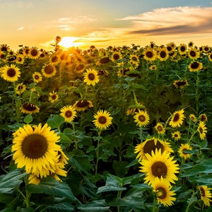Sunset Sunburst at Sunflower Field - The rays of the setting sun form a sunburst through an enormous field of sunflowers - Panoramic print
