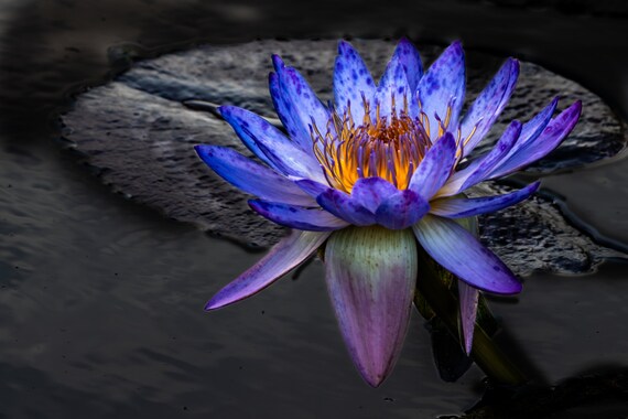 Blue Lotus Nile Photograph: Water Lily Botanical Art Print, Floral Home  Decor Wall Hanging - Etsy