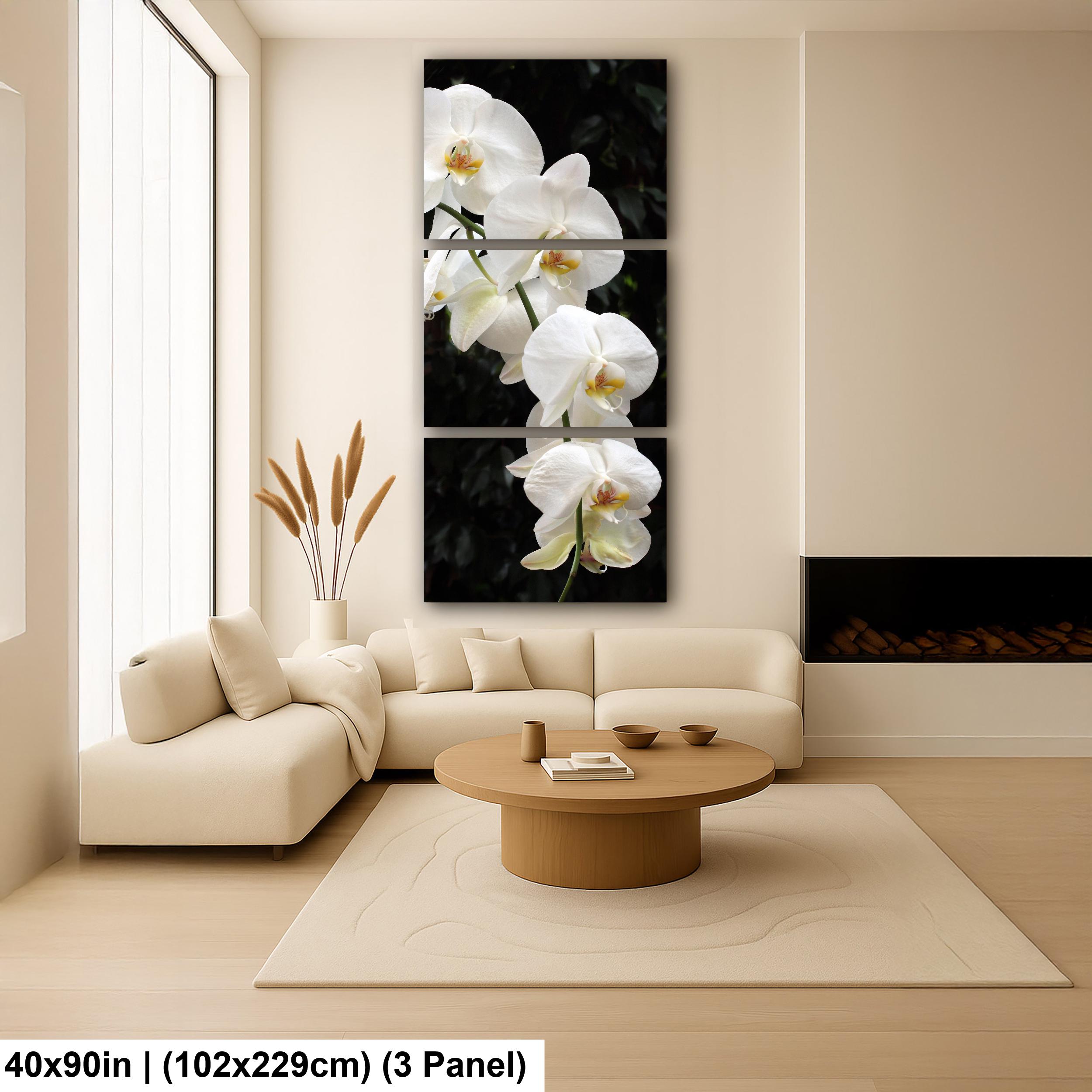 White Phalaenopsis Orchid Macro Photography Fine Art Print