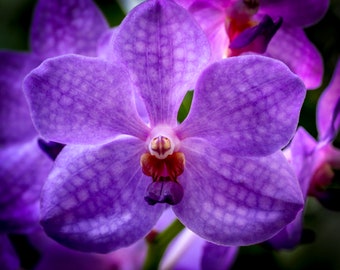Blue vanda orchid - Etsy Canada