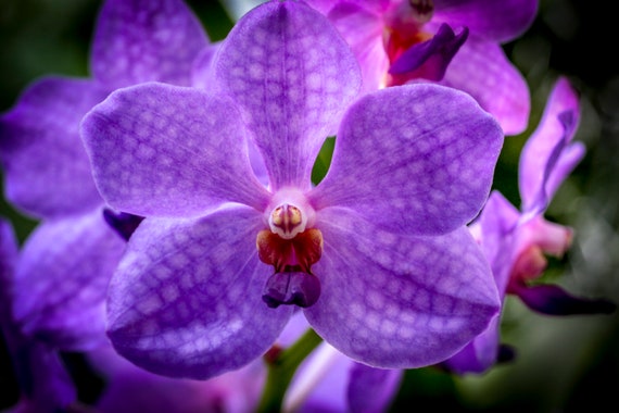 Une superbe fleur dorchidée vanda violette domine ce portrait - Etsy France