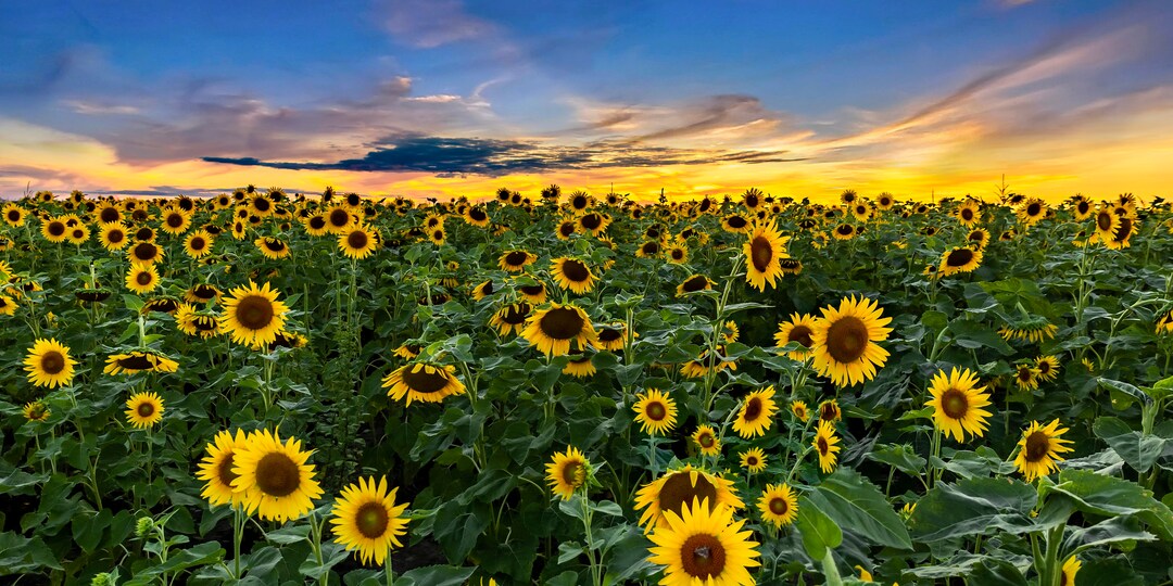 Sunflowers in Bloom Spectacular Sunset Over Field of at Columbia