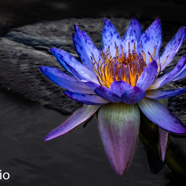 Blue Lotus of the Nile - Egyptian Lotus - Sacred blue lily of the Nile - Photograph of nocturnal water lily with dark background