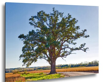 McBaine Bur Oak Tree - Missouri Historic Landmark - Fine Art Print Canvas Wall Art Photography