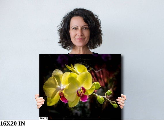 Yellow Moth Orchid Photo Print: Botanical Macro Wall Art - Etsy