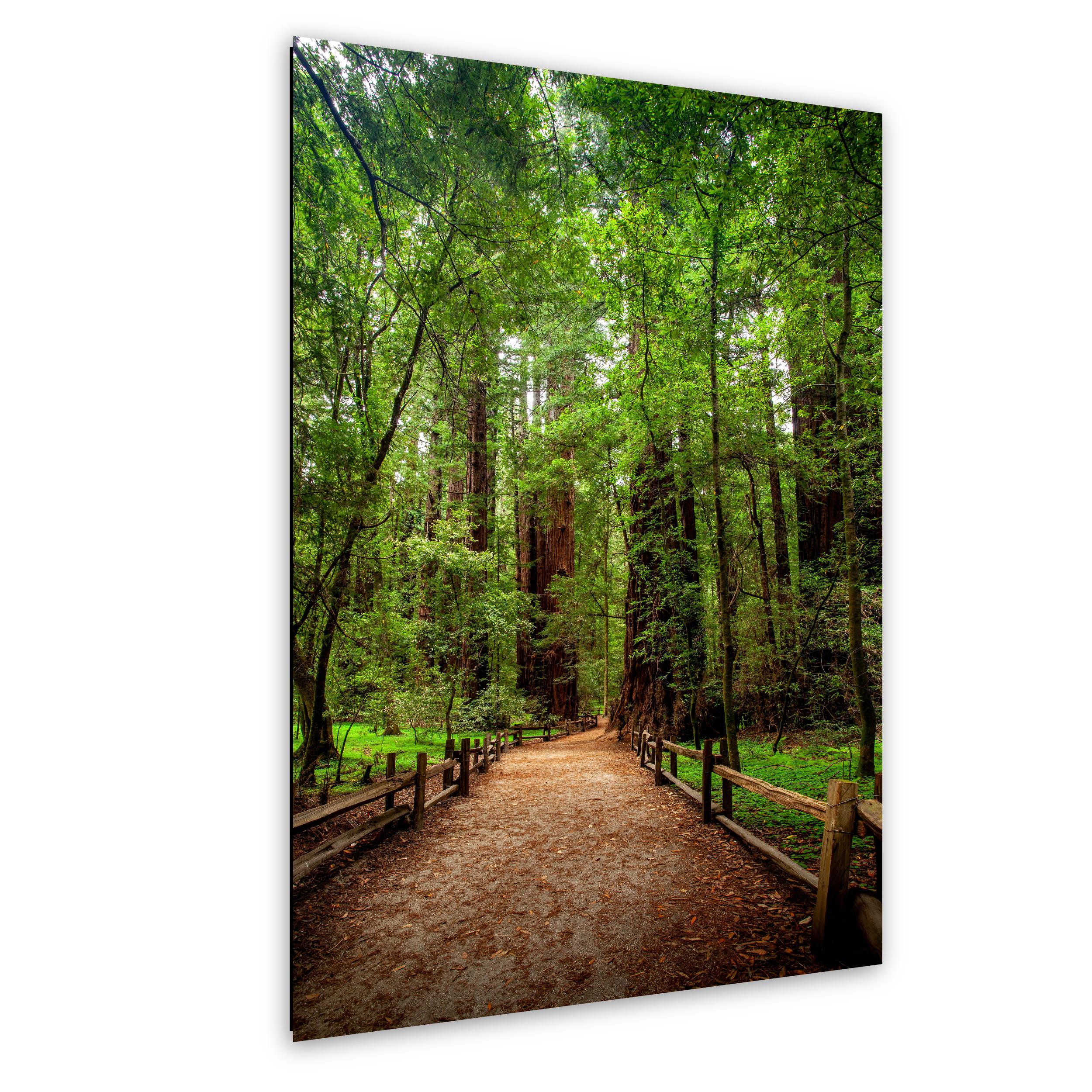 Redwood Forest Print Nature Photography Wall Art Peaceful Landscape Decor