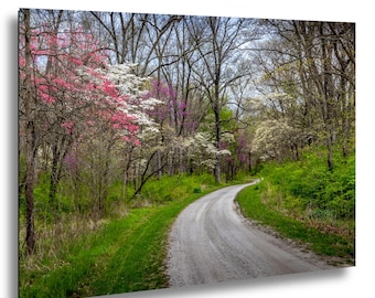 May include: A landscape photograph of a winding gravel road passing through a forest in spring. The scene features trees with vibrant pink and white blossoms, lush green foliage, and bare branches under a soft, overcast sky during the daytime.