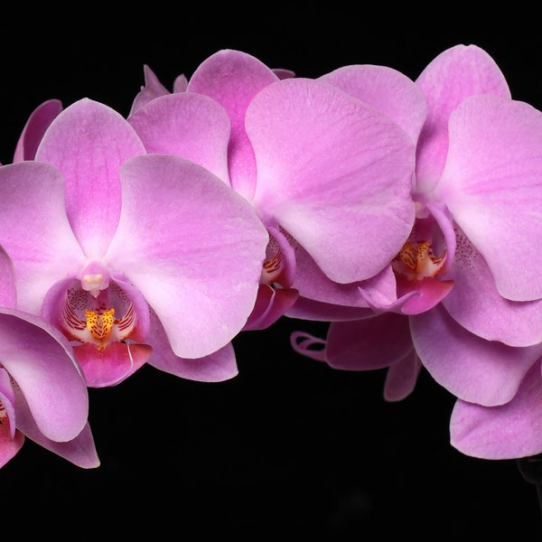 A stunning arch of lavender Phalaenopsis "moth" Orchids in full bloom. Botanical Art - Floral Art - Wall Art -  Macro Photography