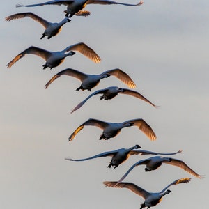 A flock of Trumpeter Swans fly in formation as they approach my camera.  Migratory Birds - Waterfowl - Bird Photograph - Bird Wall Art