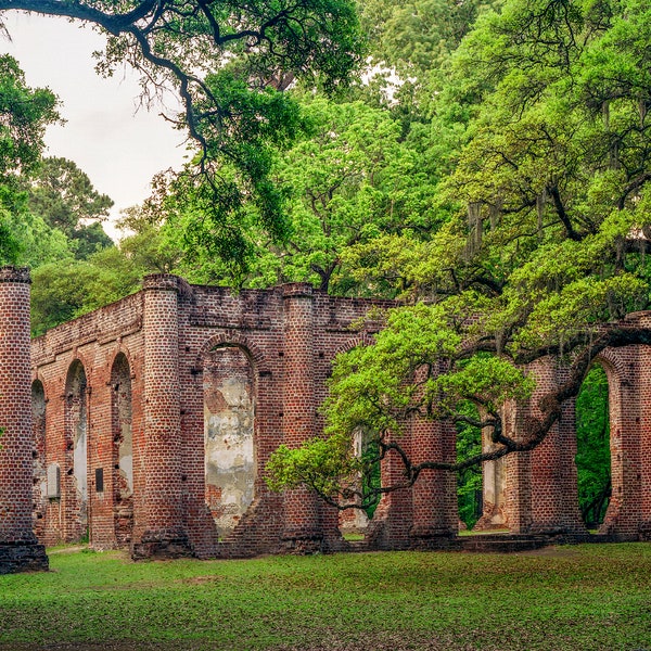 Old Sheldon Church ruins historic site Beaufort County, South Carolina photograph Live oak trees black and white sepia Wall Art landscape