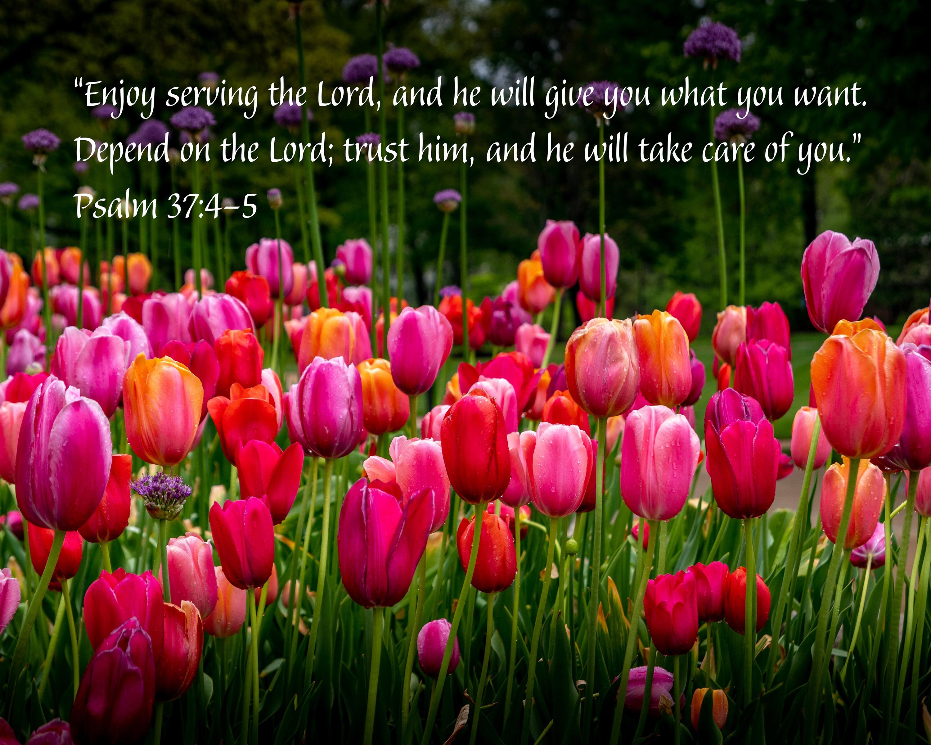 Psalm 37 4 5 Enjoy Serving The Lord Vibrant Tulips In Full Bloom With Psalm 37 4 5 Enjoy Serving The Lord Vibrant Tulips In Full Bloom With