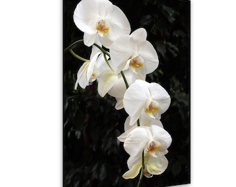 White Phalaenopsis Orchid Macro Photography Fine Art Print