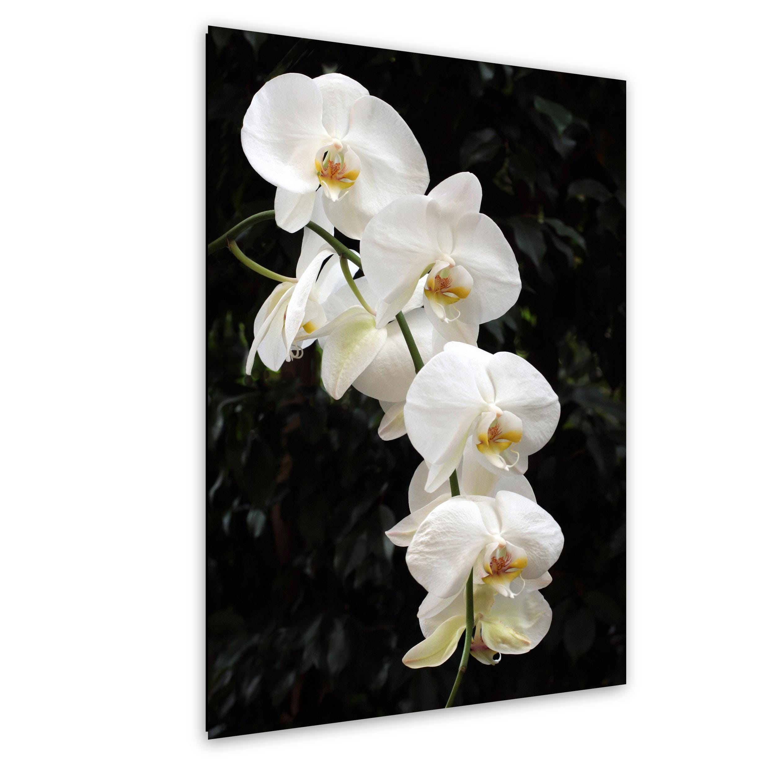 White Phalaenopsis Orchid Macro Photography Fine Art Print